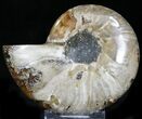 Crystal Lined Ammonite Fossil (Half) #22766-1